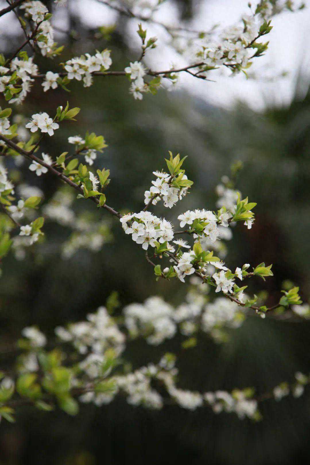 一杯安全好喝的黄山毛峰是如何被我们找到的?