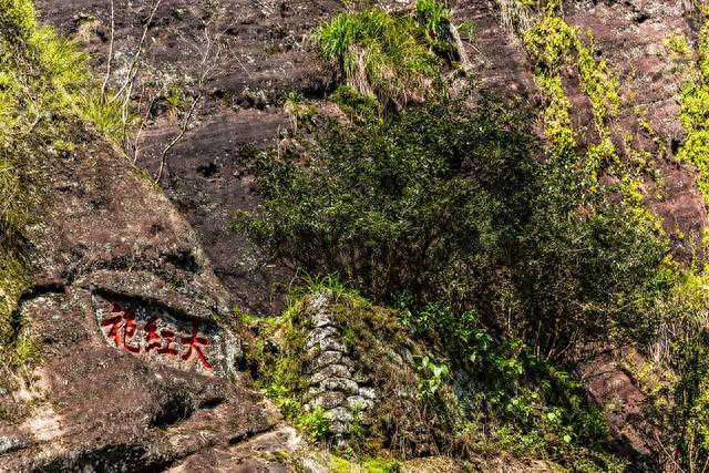 大红袍母树：传承千年的自然奇迹