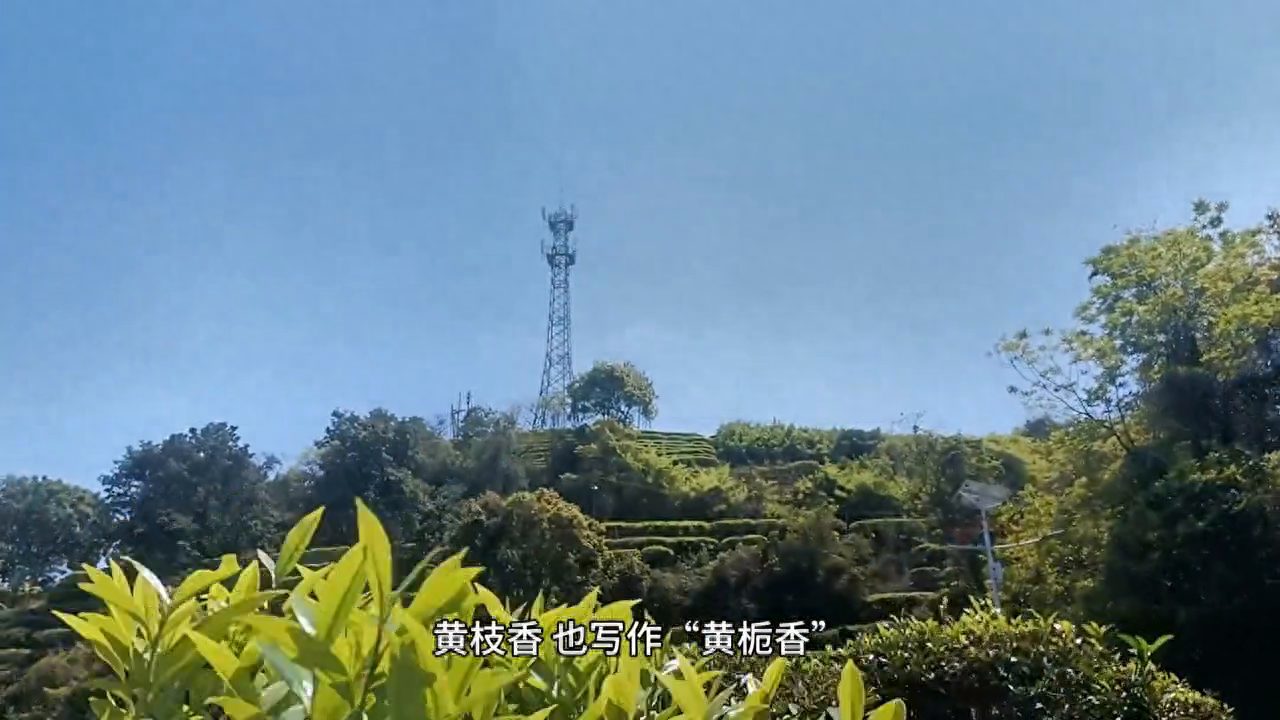 黄枝香：凤凰单丛茶中的一种经典香型