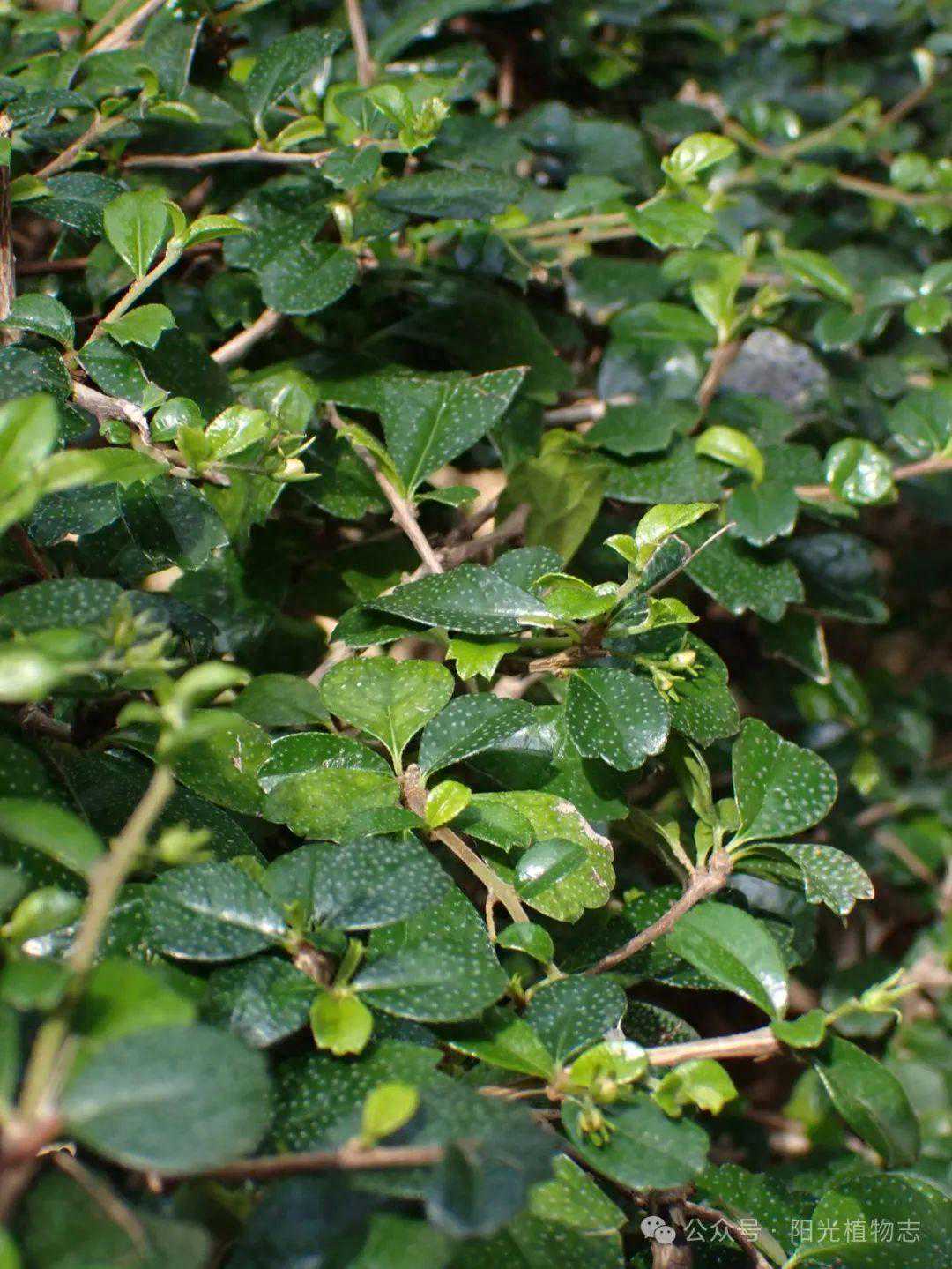 基及树，福建茶，能喝吗？