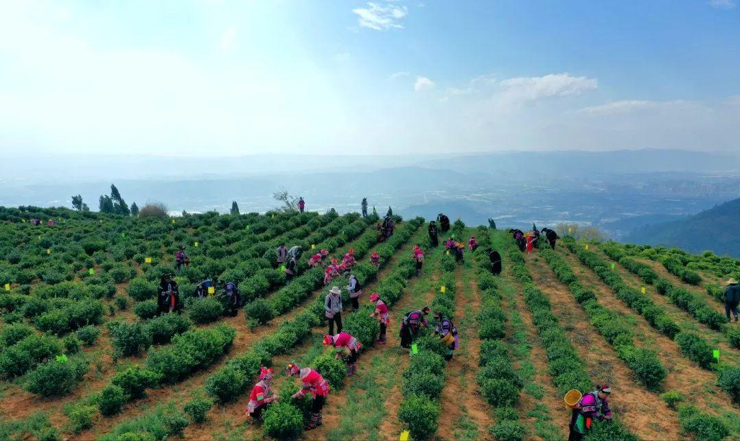 绿茶对冲评测，云南宜良宝洪茶与浙江龙井茶，炒青的差异有哪些？