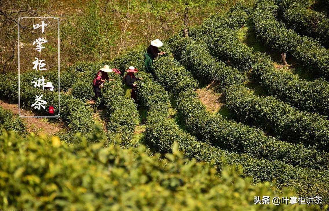 你知道毛尖茶为什么这么出名吗？以及如何分辨的？