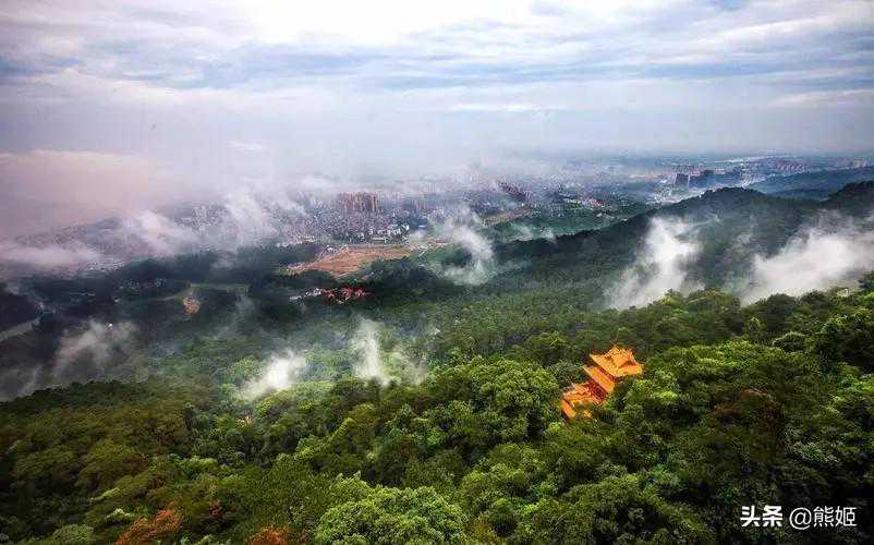 广西名茶：桂平西山茶