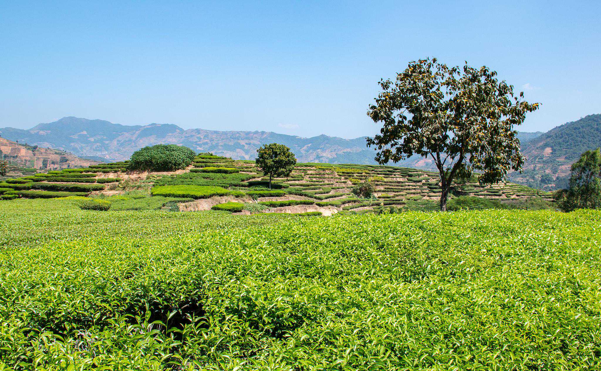 品铁观音之乡的茶文化,国家博物馆展“凤鸣于溪”