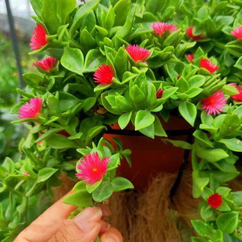 茶饮料有哪些品牌