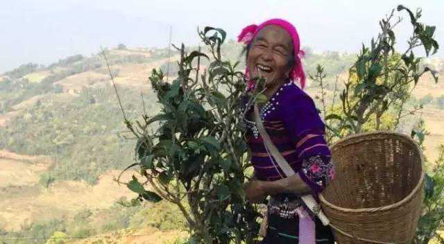 老乌山：一座活的古茶树博物馆