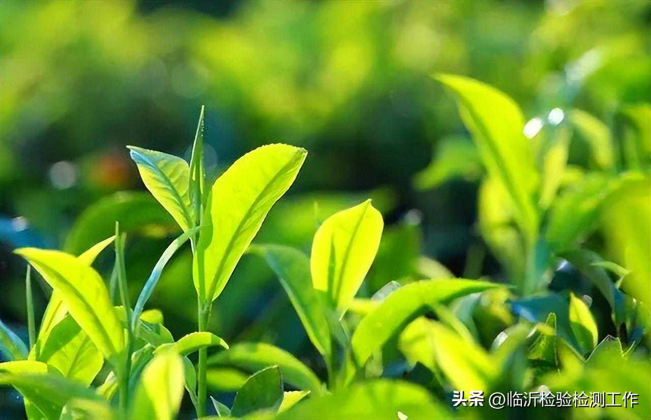 饮食用药小常识每周科普——绿茶