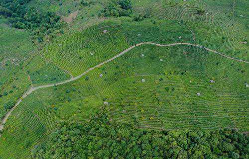 千亿“云茶”未来可期
