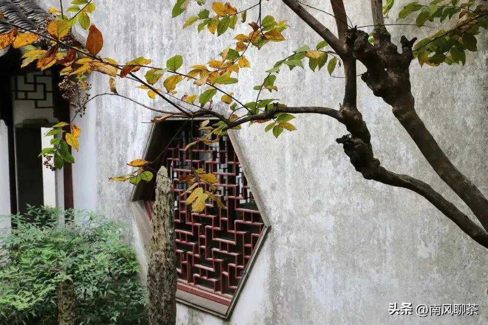 凤凰单丛｜宋种知多少