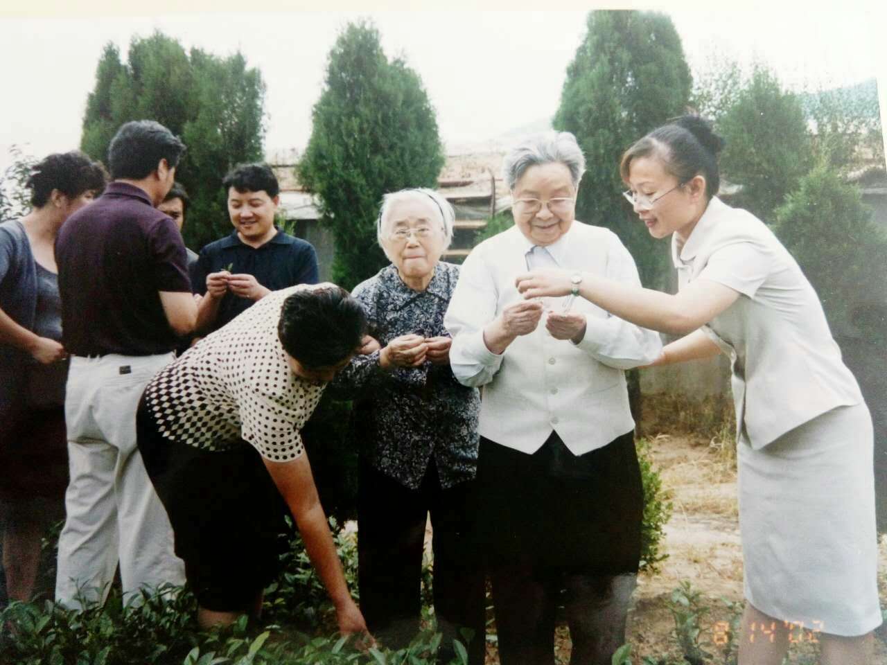 崂山茶人谭秀娟