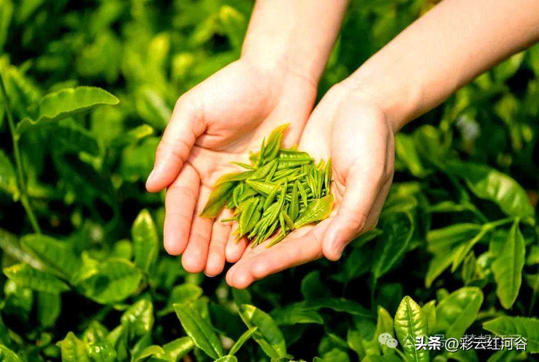 红河县：明前茶“抢鲜”上市 价格略有上涨