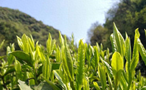 涌溪火青：一部茶叶传奇