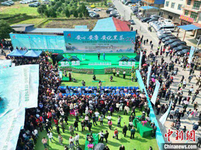 湖南安化36万亩茶园开园 茶叶综合产值达252亿元