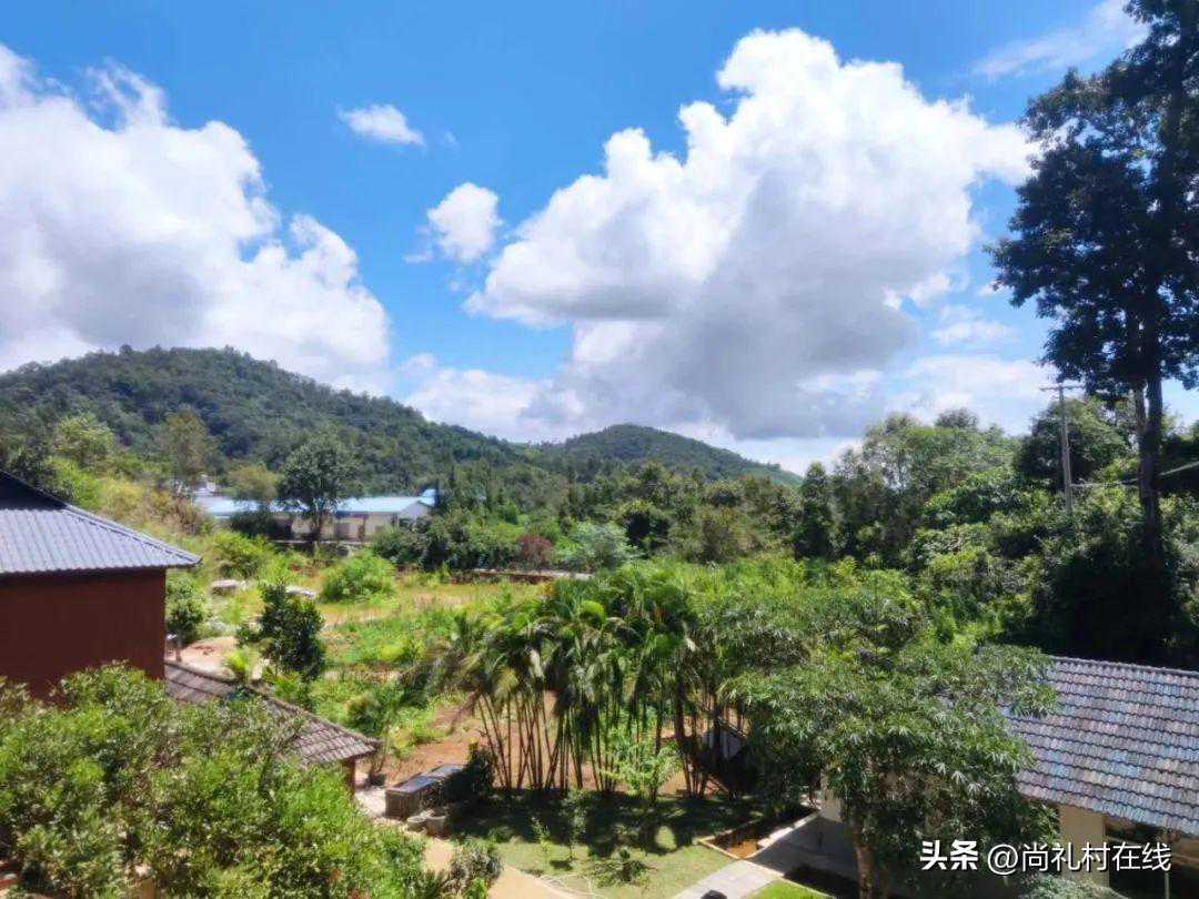 普洱|三十六山|布朗山“生态茶之王”章家三队