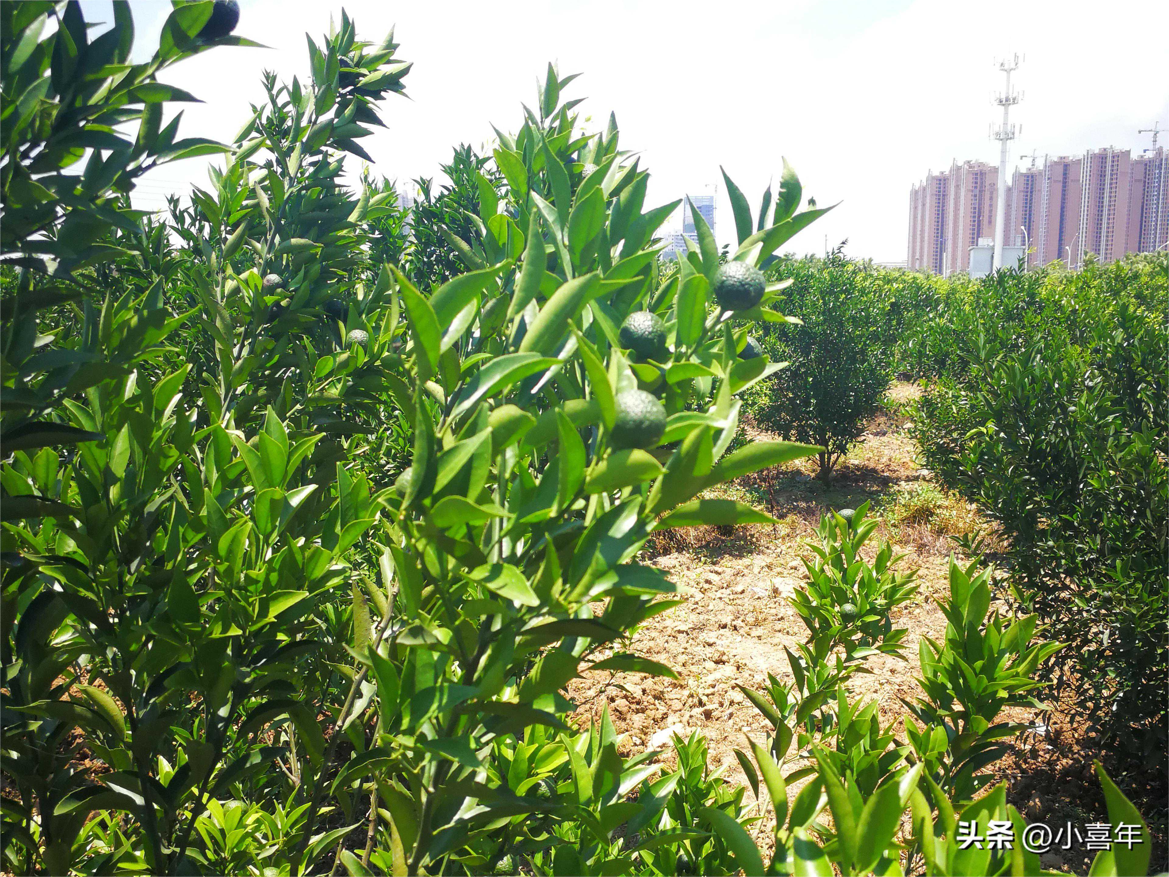 买前必了解！新会小青柑制作工艺流程