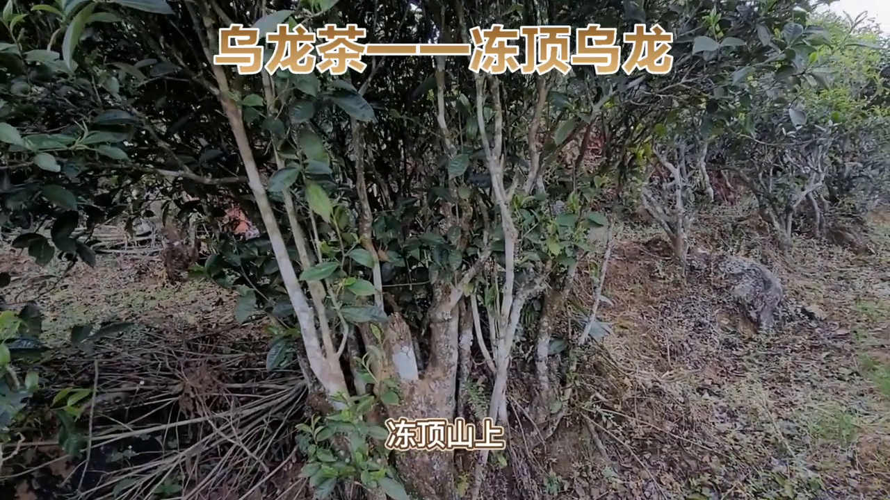 台湾茶中之圣——冻顶乌龙