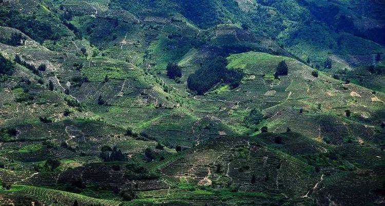 头采茶、头春茶、明前茶、雨前茶 有什么区别？