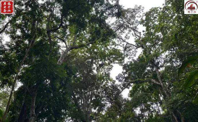 多依寨：南糯山最高的寨子