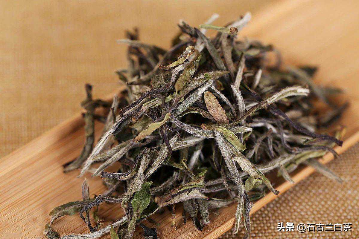 教你品鉴好白茶之——香气篇