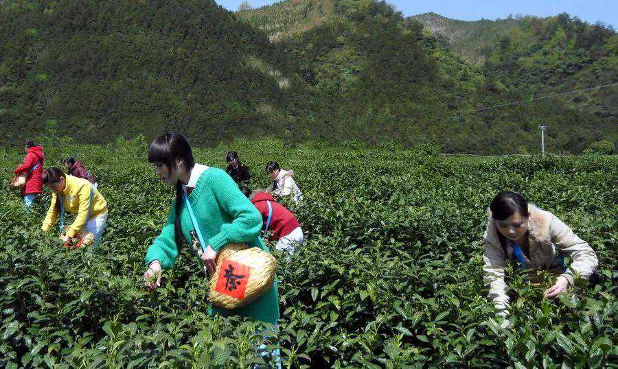 会说话的太平猴魁茶