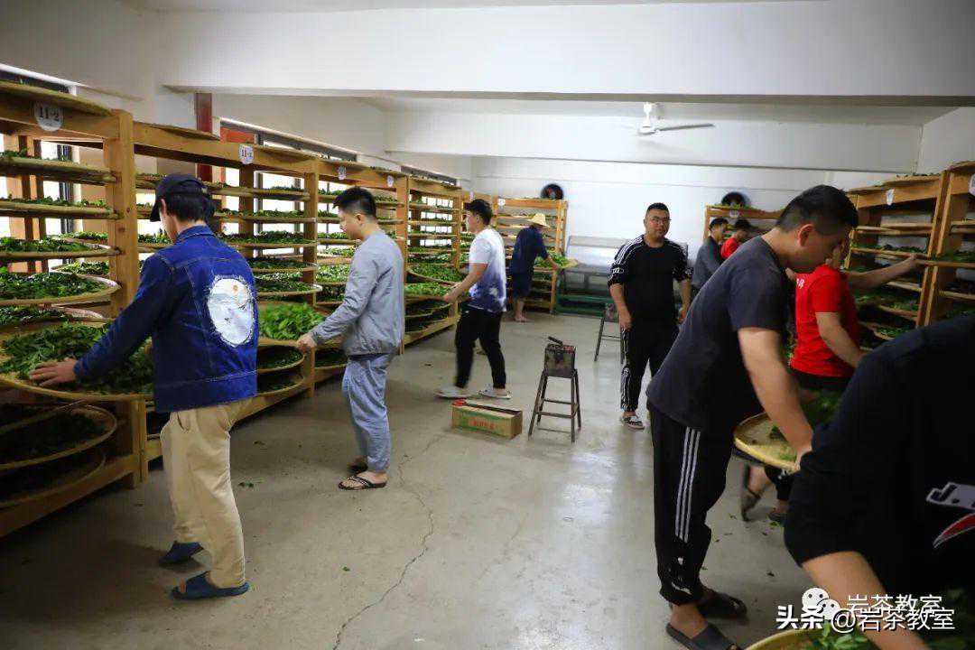 2023茶季半程观察：今年我们会喝到什么样的茶？