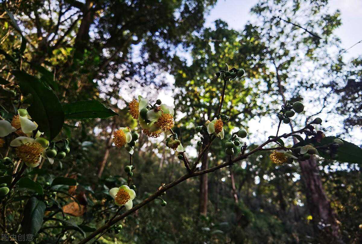 留存经典，老曼娥探源