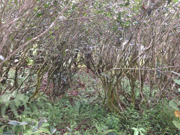 武夷老枞水仙的“枞味”是什么味道？