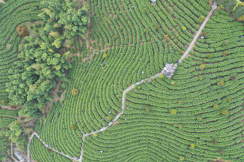 “倒春寒”下，安徽春茶谁来采？