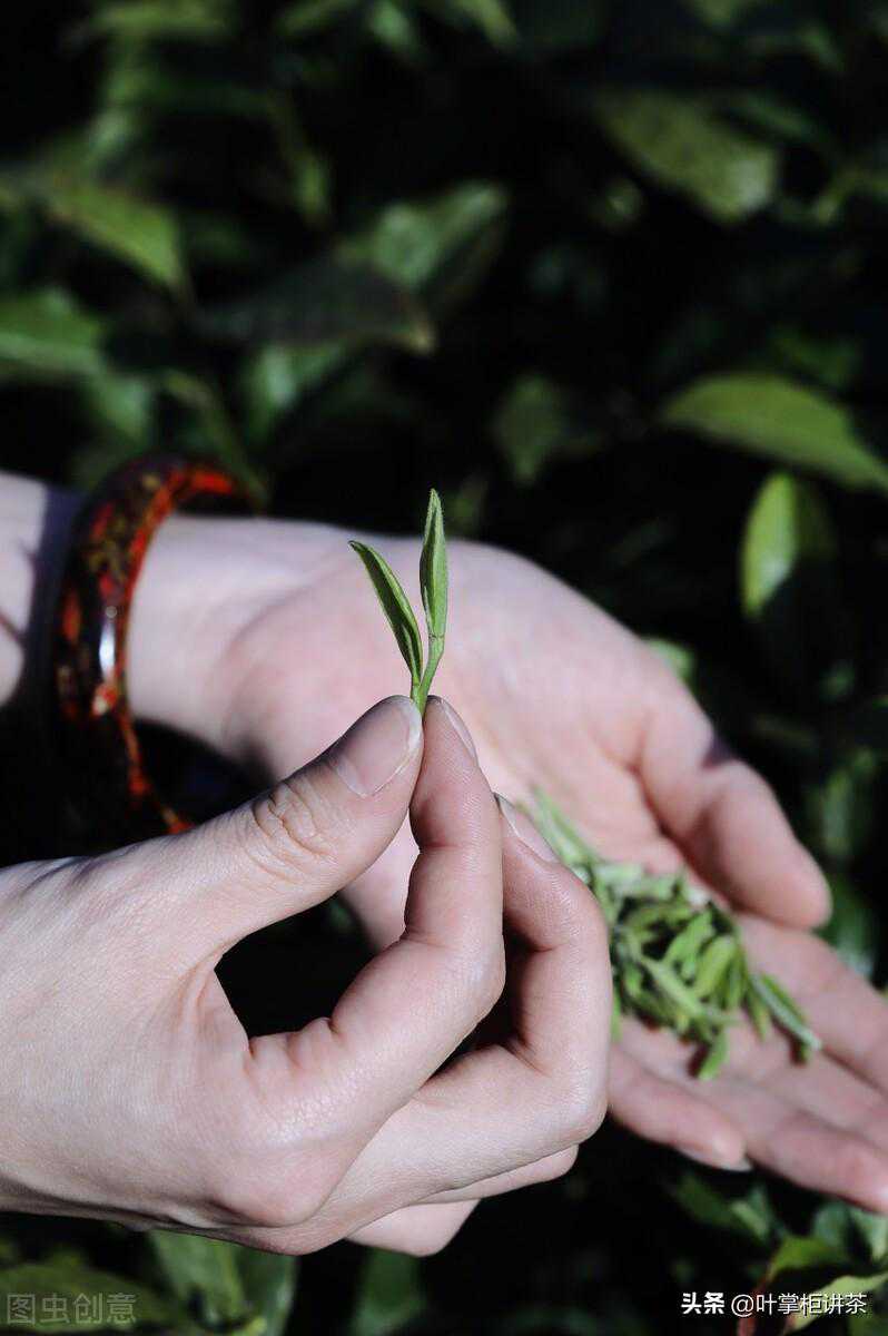 信阳毛尖是什么茶？怎么冲泡如何选购和辨别好坏
