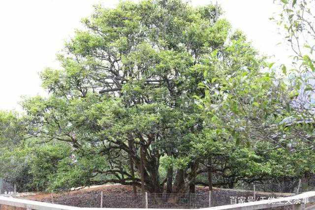 什么是单丛茶及主要特点