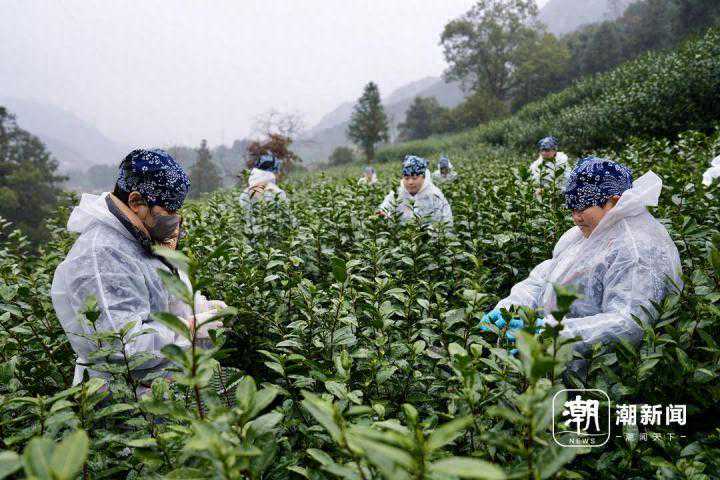 浙江第一早！永嘉“乌牛早”开采上市