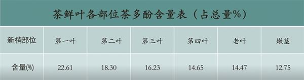 最银南 | 为什么不苦不涩不为茶？