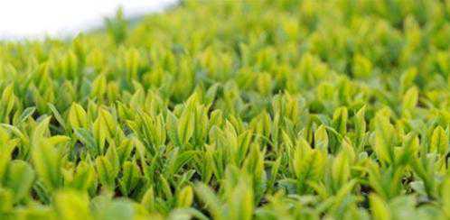 仙人掌茶就是拿仙人掌泡的茶吗？好喝吗？