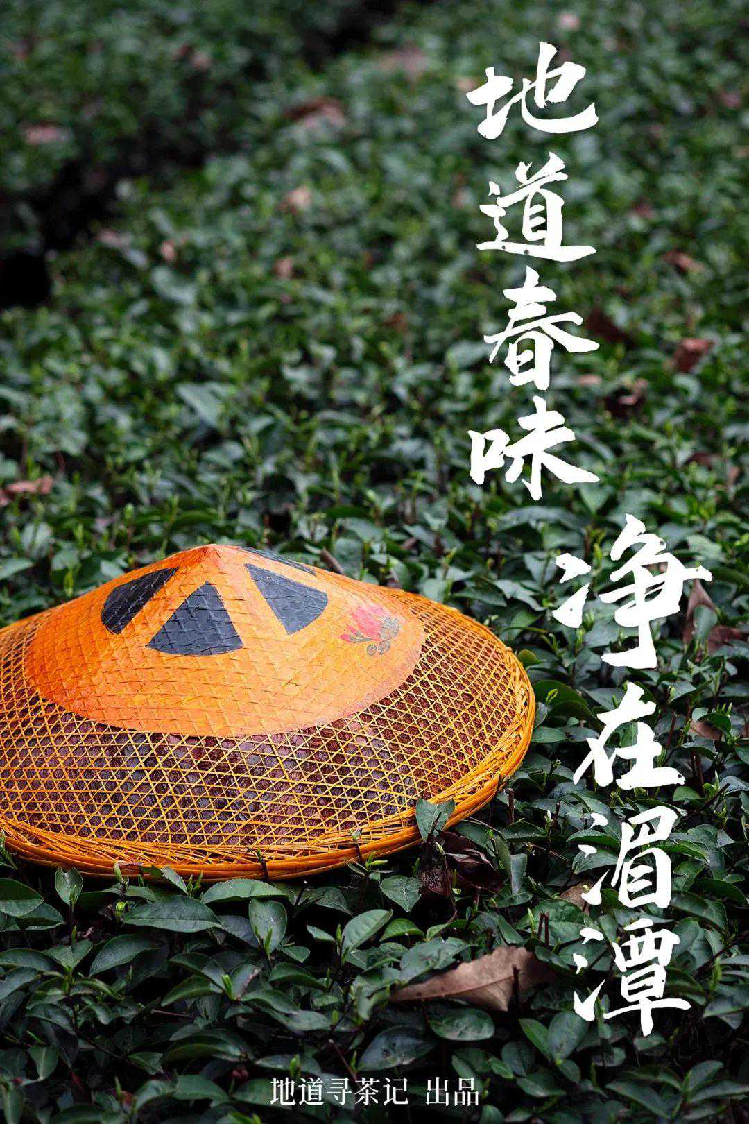 这个中国茶业第一县,产出的茶到底有多干净?