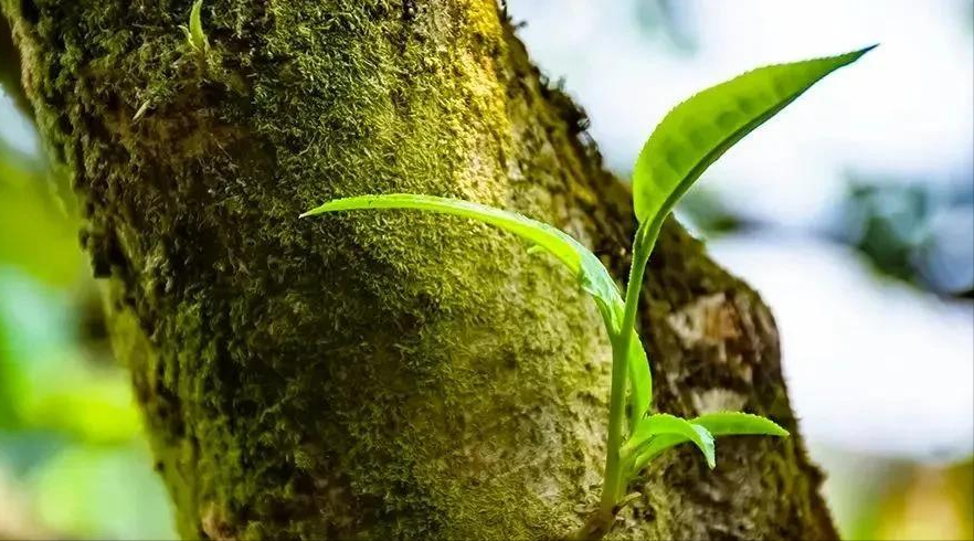 下关磨烈二代有何表现？2022下关磨烈饼茶评测