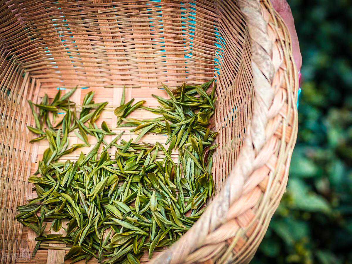 中国名茶——信阳毛尖