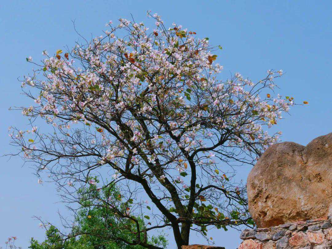 有一种叫云南的生活丨到滇南临安古城淘一把建水紫陶壶