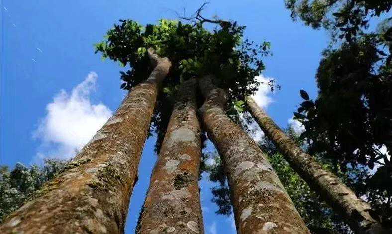 2021年各大山头古树普洱茶价格表发布，老班章不变，易武新贵易主