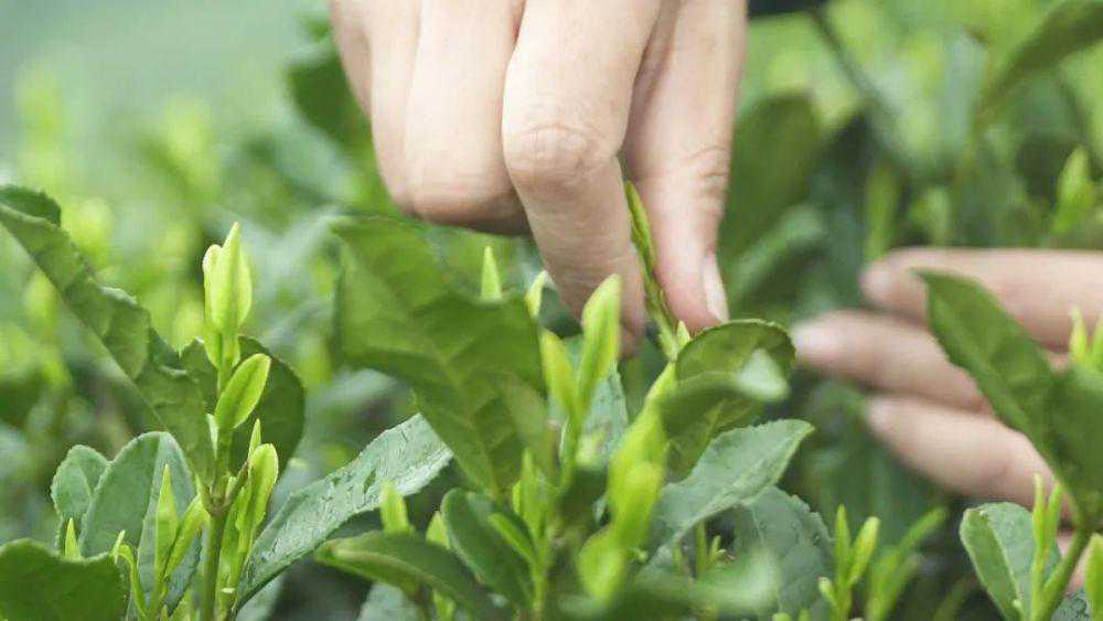 茶叶的采摘有哪些讲究？看完这篇就知道