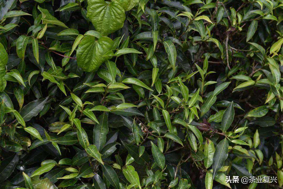 坝卡囡：森林里的古茶树，班章产区的另一种滋味