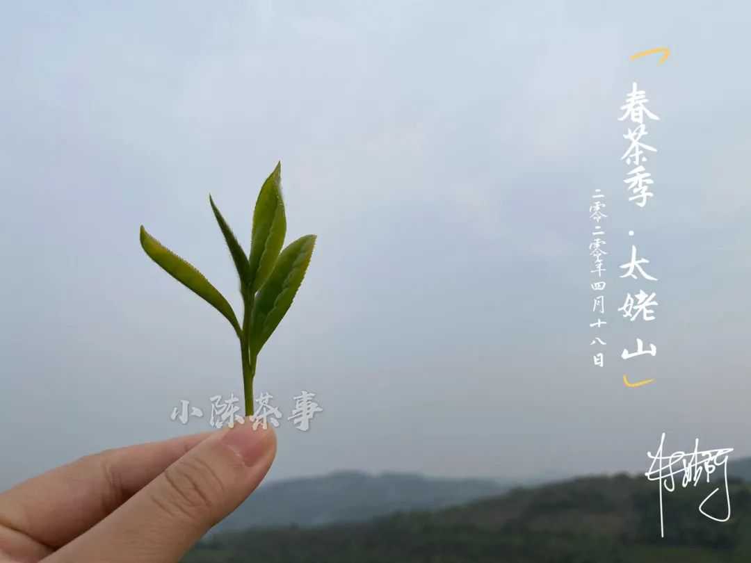 告别白毫银针、白牡丹，今天开诚布公的谈谈春寿眉的价格