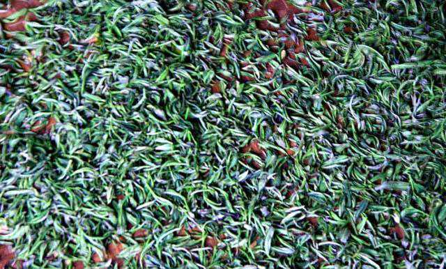 小布岩茶与武夷岩茶的区别！