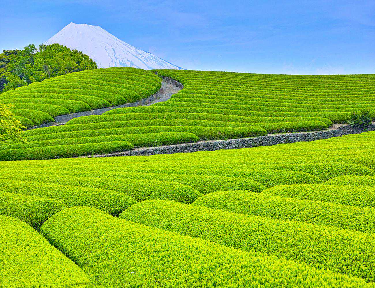 日本静冈8大名茶:玉露、掛川、本山、川根、天龙、清水、远州