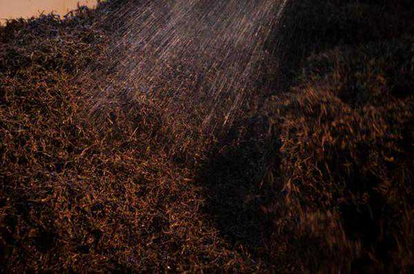 熟普的渥堆究竟是什么?