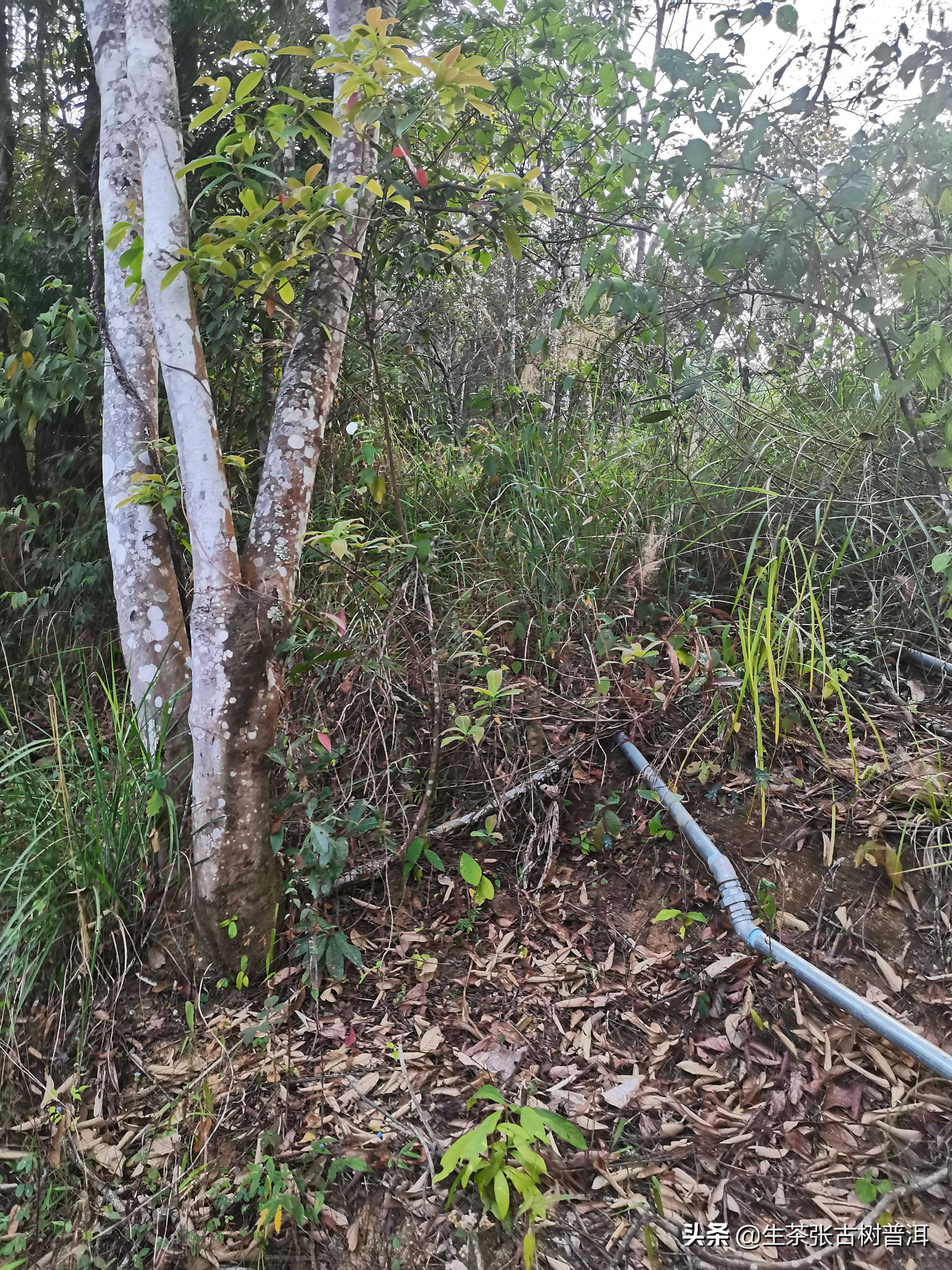 易武弯弓普洱茶有什么发展历史?口感如何?蜜香淳润,刚柔并济?