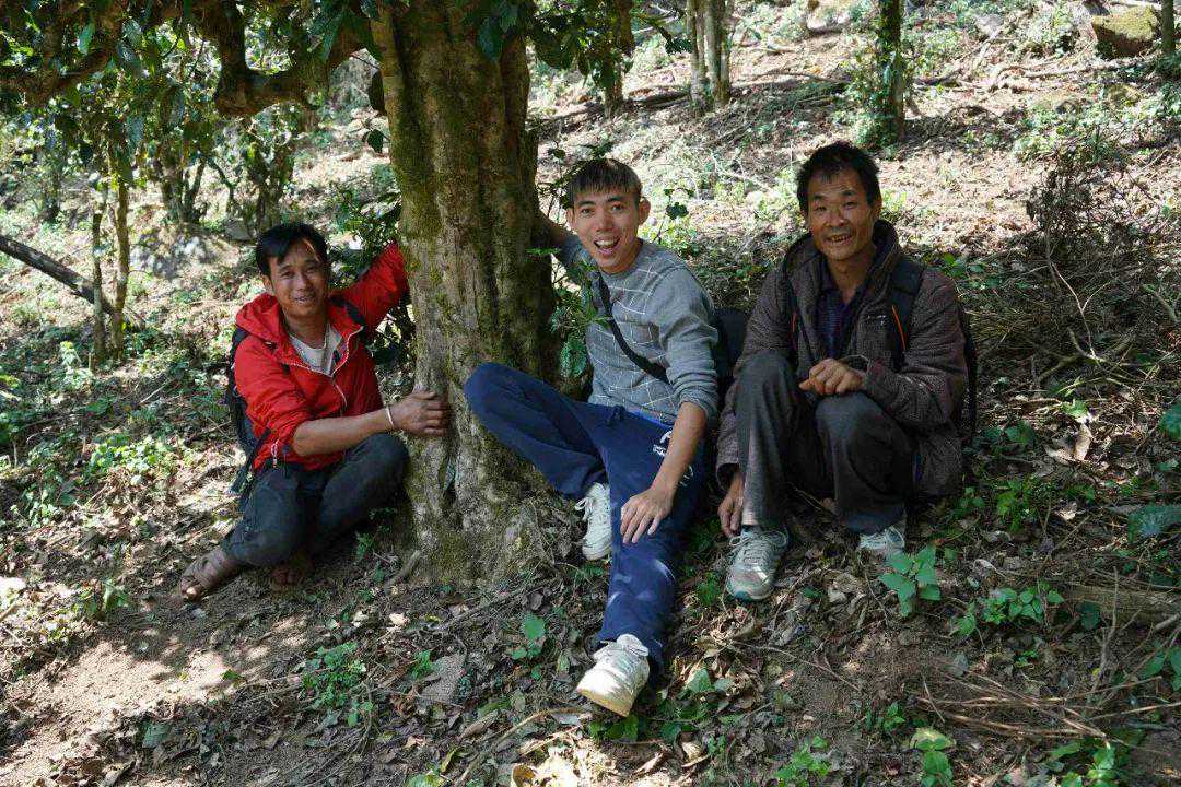 「2010滑竹梁子」9年昆明干仓，实属难得的中期老茶