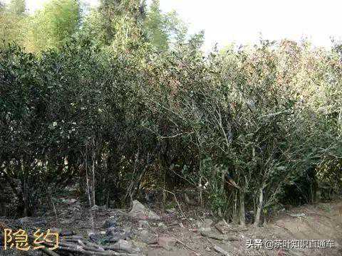 茶树树龄多老才能称之为“老丛”？