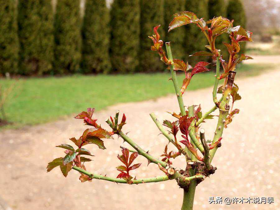 月季大量盲芽还不茂盛没分枝?简单教你几招,杜绝弱苗盲枝
