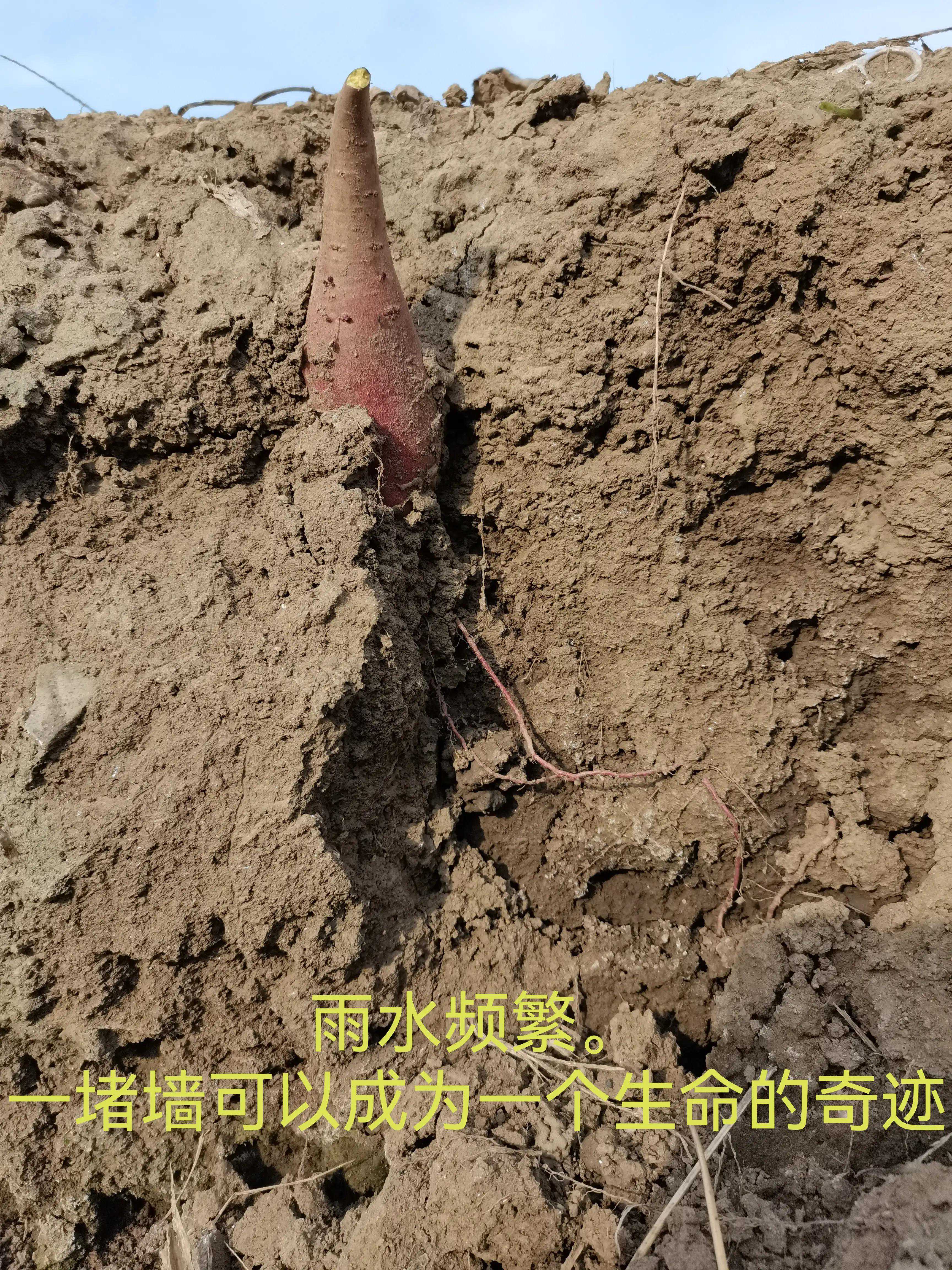 （散文）茶之韵