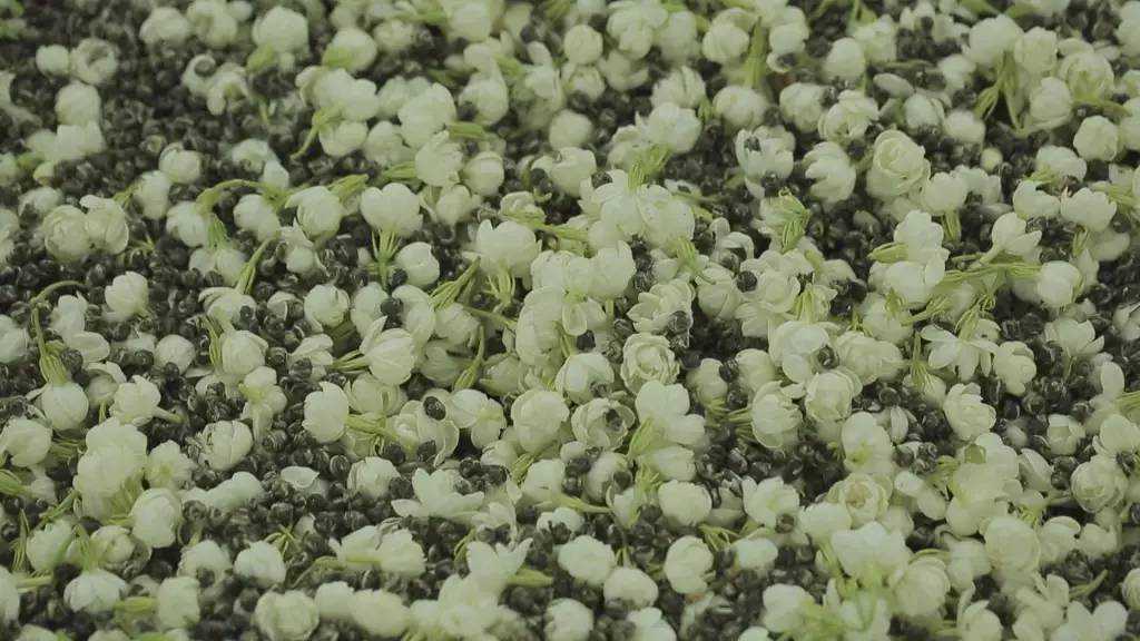 茉莉龙珠|盛夏茉莉一百朵,只为初秋一口茶